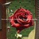 Migena and the Frozen Roses Single