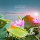 Waterlilies Single
