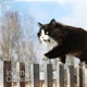 Catwalk Single