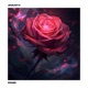 rose Single