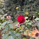 HE ROSE Single