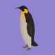 Penguin Single