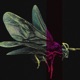 I WILL SURVIVE Single
