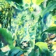 Bloom Single