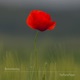 Remembering Single