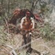 Roots Branches feat Birdbrains Single