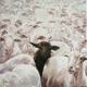 Black sheep Single