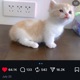 i saw a cute cat Single