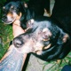 K9 Single