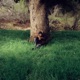 Romeo Single