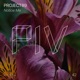 Notice Me EP