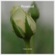 Rosebud Single
