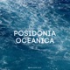 Posidonia Oceanica Single