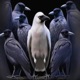 White Raven Champion Single