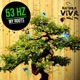 My Roots Single