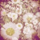 Fragile Melodies