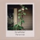 Perennial