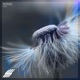 Wind Single