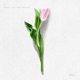 Better Half feat Devincy Single