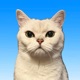No Smoking Club for animals Single