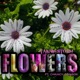 FLOWERS feat Chauncy Johnson Single