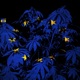 europe feat tenkay con Single