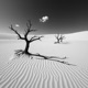 Desert Sand Single