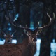 Deer s Eye Single