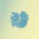 Piscis Single
