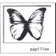 papillon