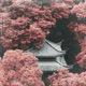 Koto Love Single