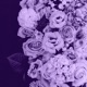 Last Summers Love Single