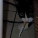 smokingmylungzout Single