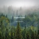 Tropical Forest Single