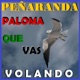 Paloma Que Vas Volando