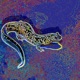 The SALAMANDER feat Pan cake Gwear Single
