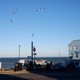Presumably Dead Arm Single