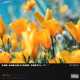The Golden Éire Tapes Vol 1