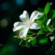 Nature Single