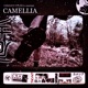 Camellia Single