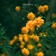 meadows Instrumental Single