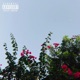 Rose EP