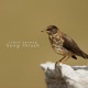 Song Thrush Single