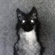 gris Single