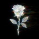 Shooting Star Single