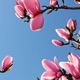 Himmel Blau Single