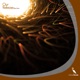 Our Release Single