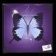 PURPLE DREAMS EP