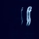 Strangers Single