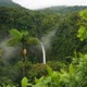 Rainforest feat Fish Narc Single
